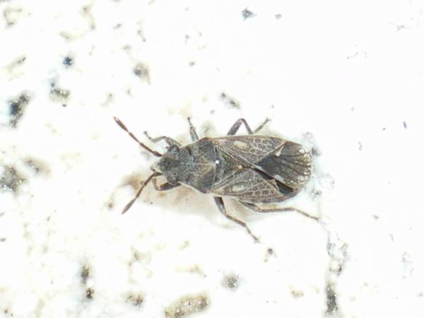 Lygaeidae: Lygaeosoma sardeum
